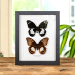Minibeast Orchard Swallowtail Butterfly Male & Female In Box Frame (Papilio aegeus ormenus)