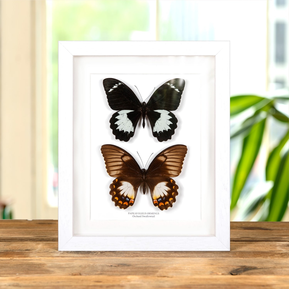 Orchard Swallowtail Butterfly Male & Female In Box Frame (Papilio aegeus ormenus)