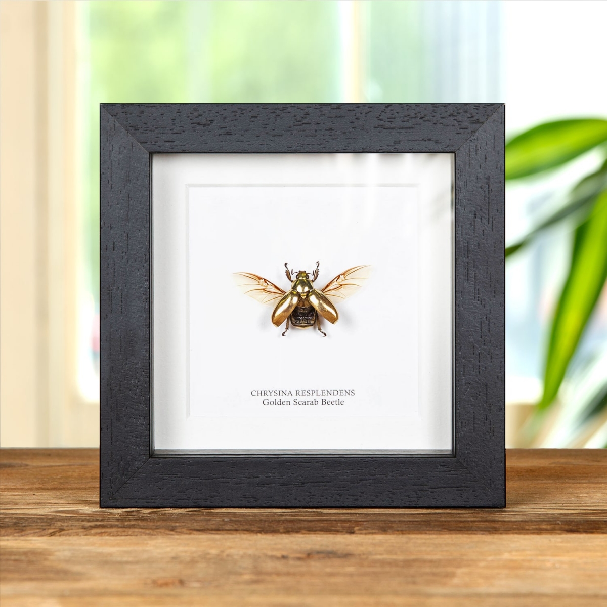 Minibeast Golden Scarab Beetle With Wings Spread in Box Frame (Chrysina resplendens)