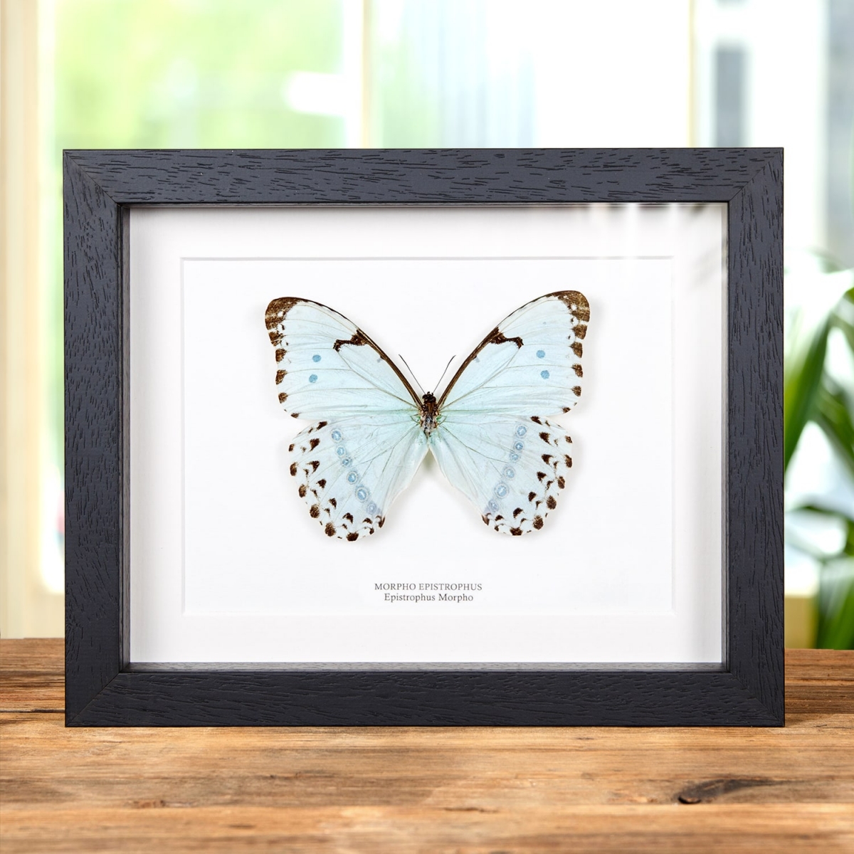 Minibeast Epistrophus Morpho Butterfly In Box Frame (Morpho epistrophus)
