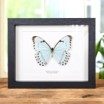 Minibeast Epistrophus Morpho Butterfly In Box Frame (Morpho epistrophus)