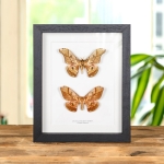 Minibeast Caligula Silk Moth Male & Female In Box Frame (Caligula saturnia thibeta)