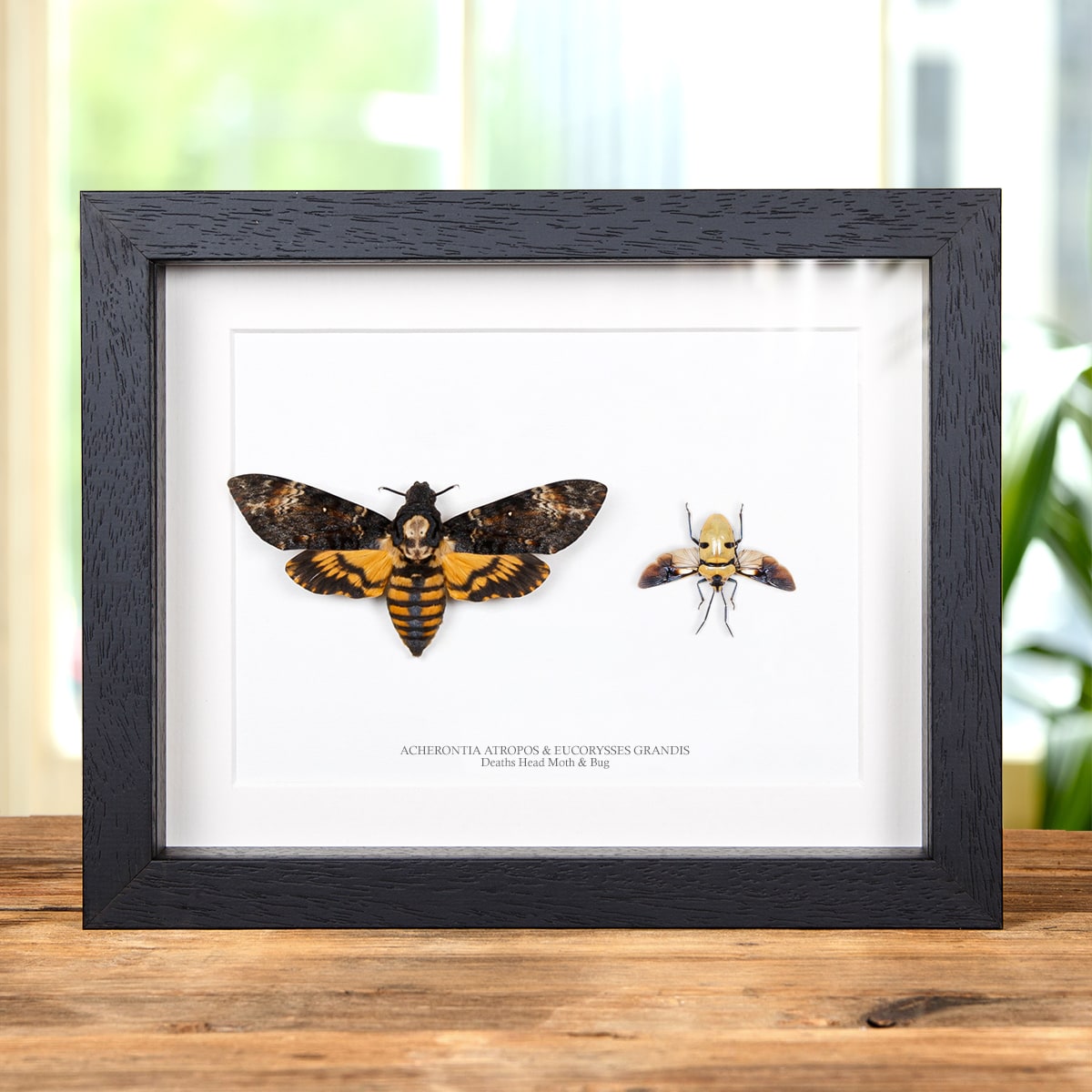 Minibeast Death's Head Moth & Death's Head Bug Pair In Box Frame (Acherontia atropos and Eucorysses grandis)