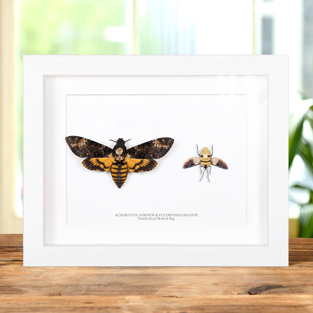 Death's Head Moth & Death's Head Bug Pair In Box Frame (Acherontia atropos and Eucorysses grandis)