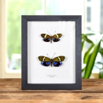 Minibeast Eterusia repleta Male & Female Moths In Box Frame From Thailand