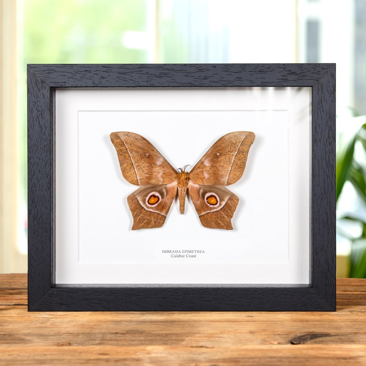 Minibeast Imbrasia epimethea Moth In Box Frame From Calabar Coast