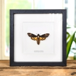 Minibeast Death's Head Moth in Box Frame (Female)