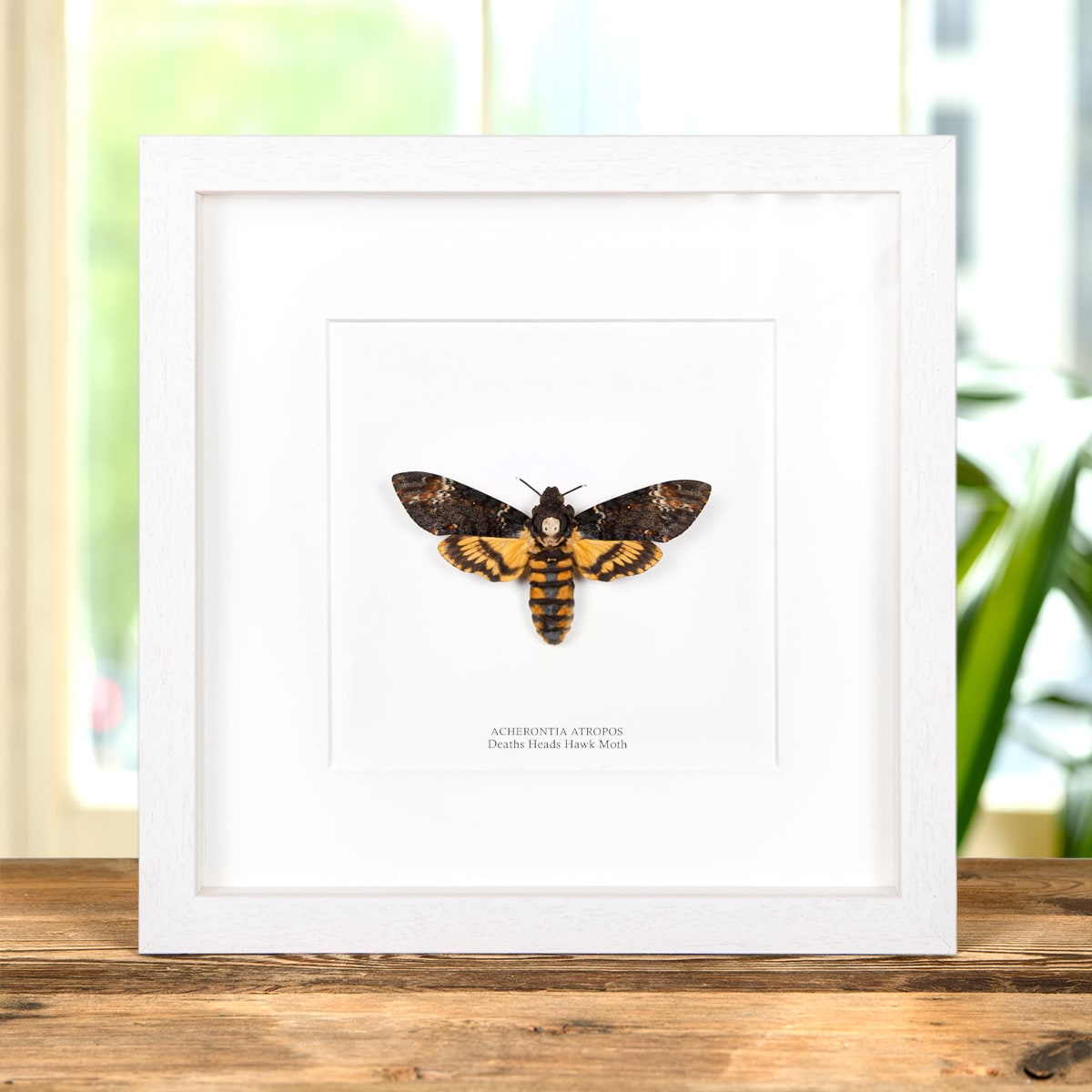 Death's Head Moth in Box Frame (Female)