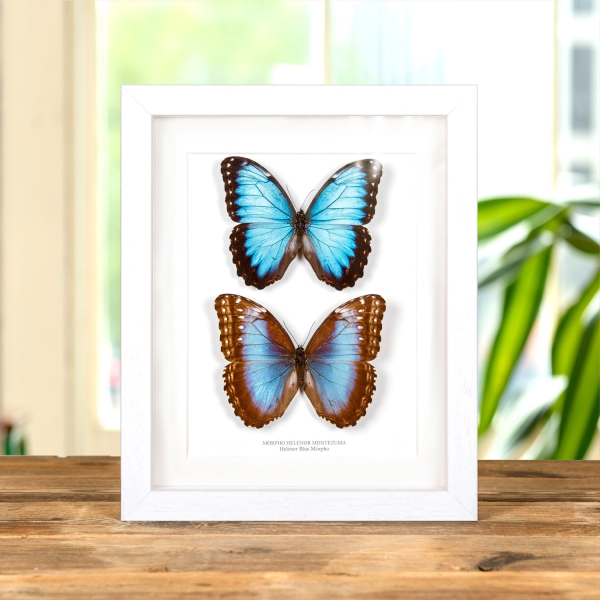 Helenor Blue Morpho Butterfly Male & Female Pair In Box Frame (Morpho helenor montezuma)