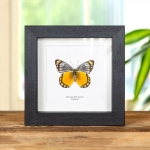 Minibeast Delias melusina Butterfly In Box Frame From Sulawesi