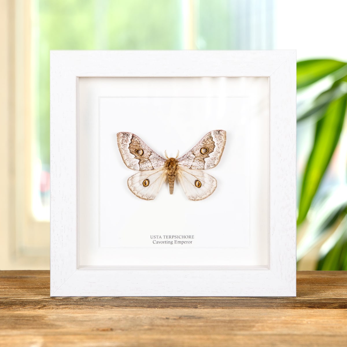 Cavorting Emperor Moth In Box Frame (Usta terpsichore)