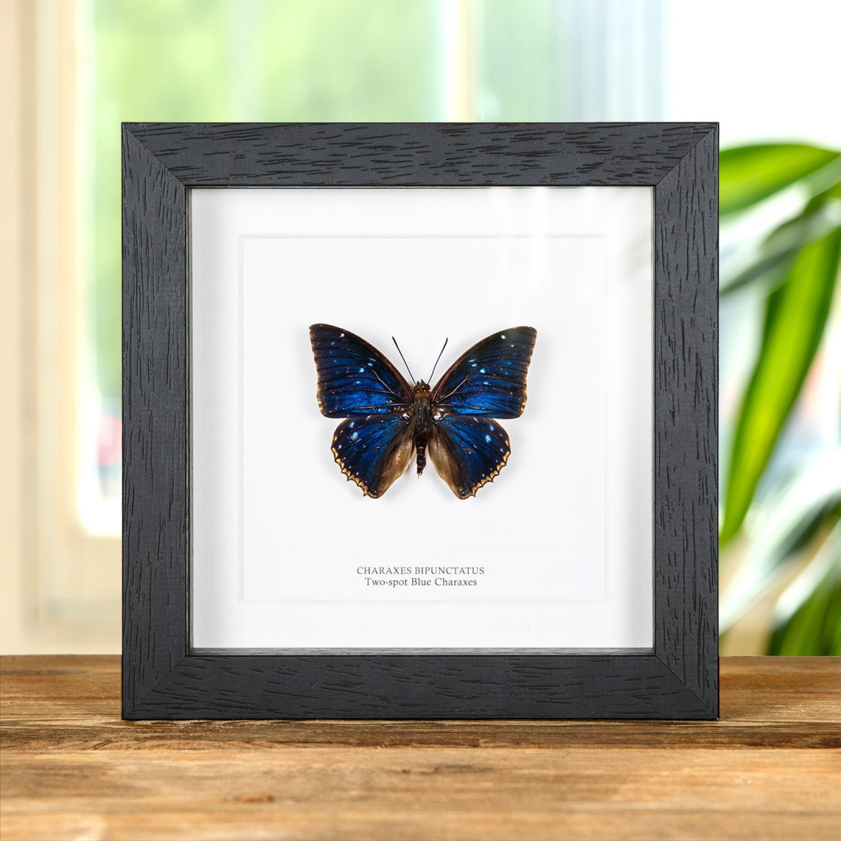 Minibeast Two-spot Blue Charaxes Butterfly In Box Frame (Charaxes bipunctatus)
