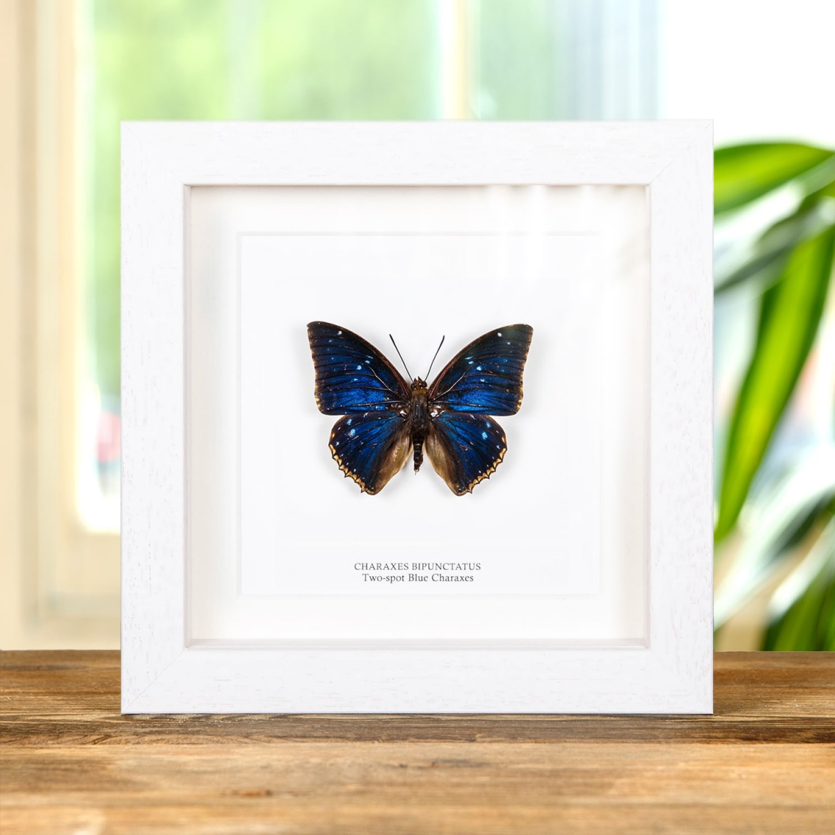 Two-spot Blue Charaxes Butterfly In Box Frame (Charaxes bipunctatus)