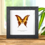 Minibeast Yellow Gorgon Butterfly In Box Frame (Meandrusa payeni)