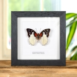Minibeast Hadrian's White Charaxes Butterfly In Box Frame (Charaxes hadrianus)