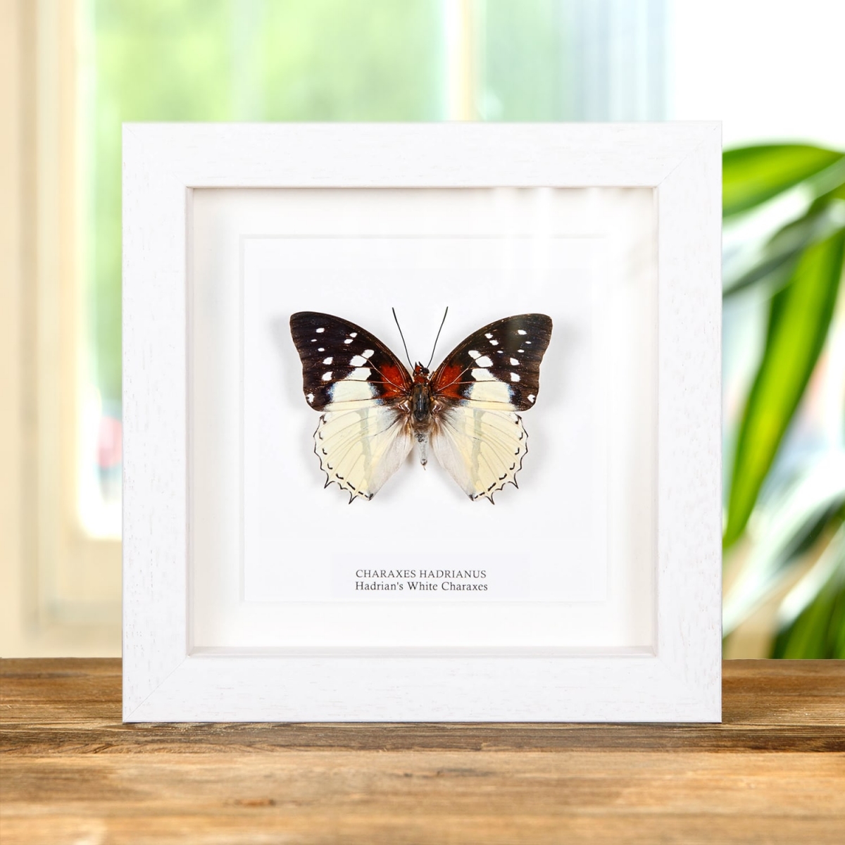Hadrian's White Charaxes Butterfly In Box Frame (Charaxes hadrianus)