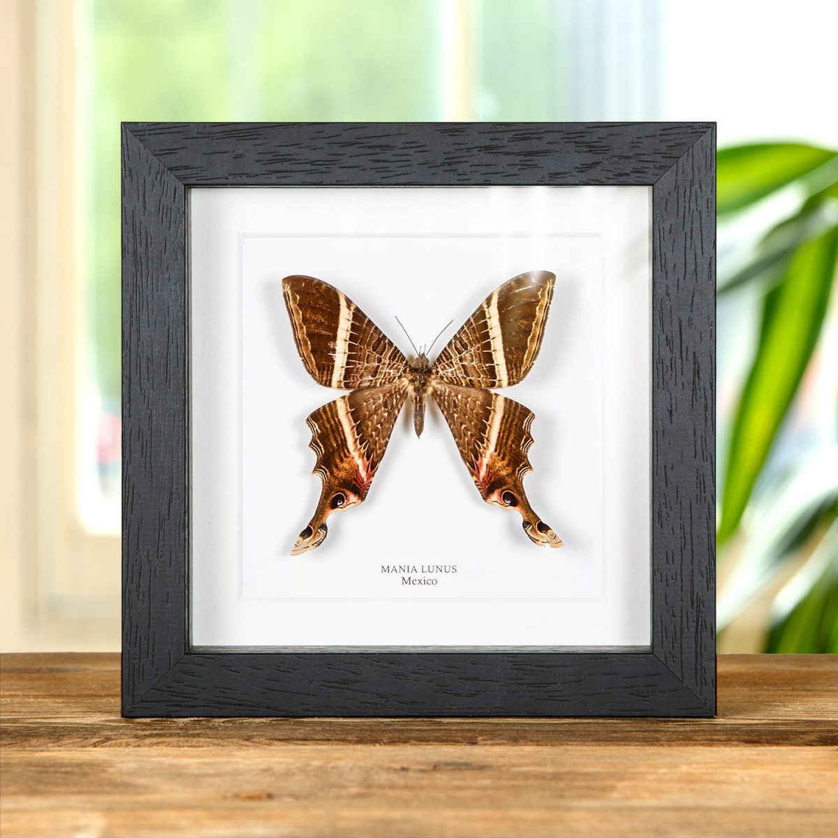 Minibeast Mania lunus Moth In Box Frame from Mexico