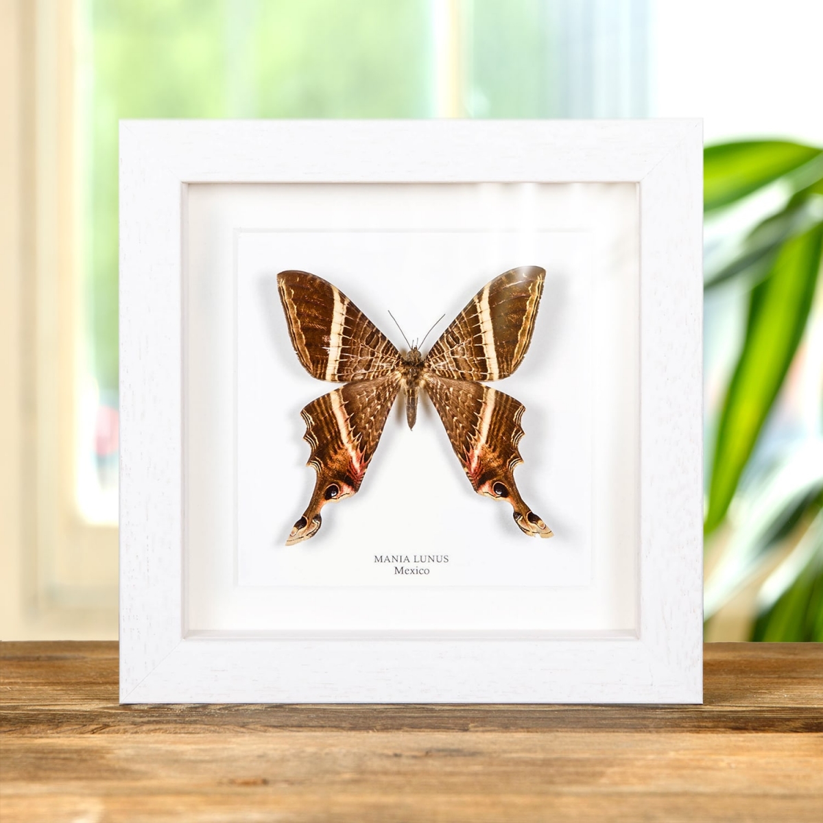 Mania lunus Moth In Box Frame from Mexico