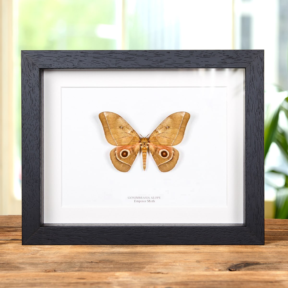 Minibeast Emperor Moth In Box Frame (Gonimbrasia alope)