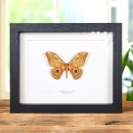 Minibeast Emperor Moth In Box Frame (Gonimbrasia alope)
