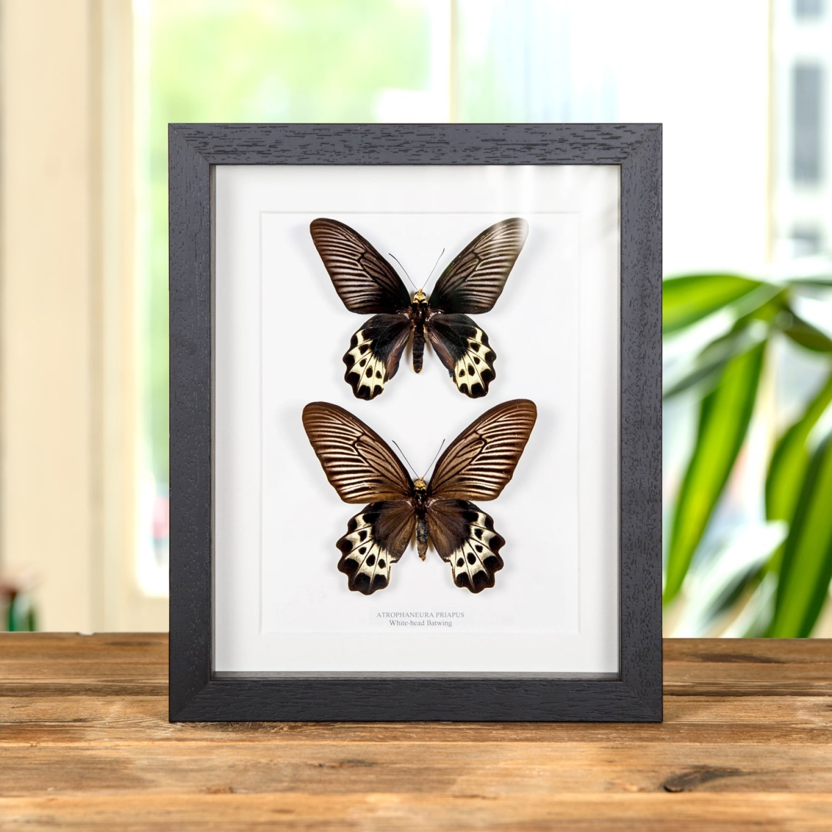 Minibeast White-Head Batwing Butterfly Male & Female In Box Frame (Atrophaneura priapus)