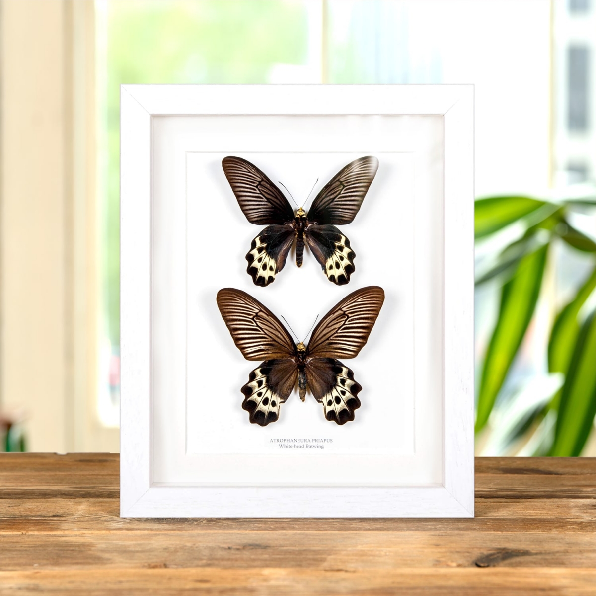 White-Head Batwing Butterfly Male & Female In Box Frame (Atrophaneura priapus)