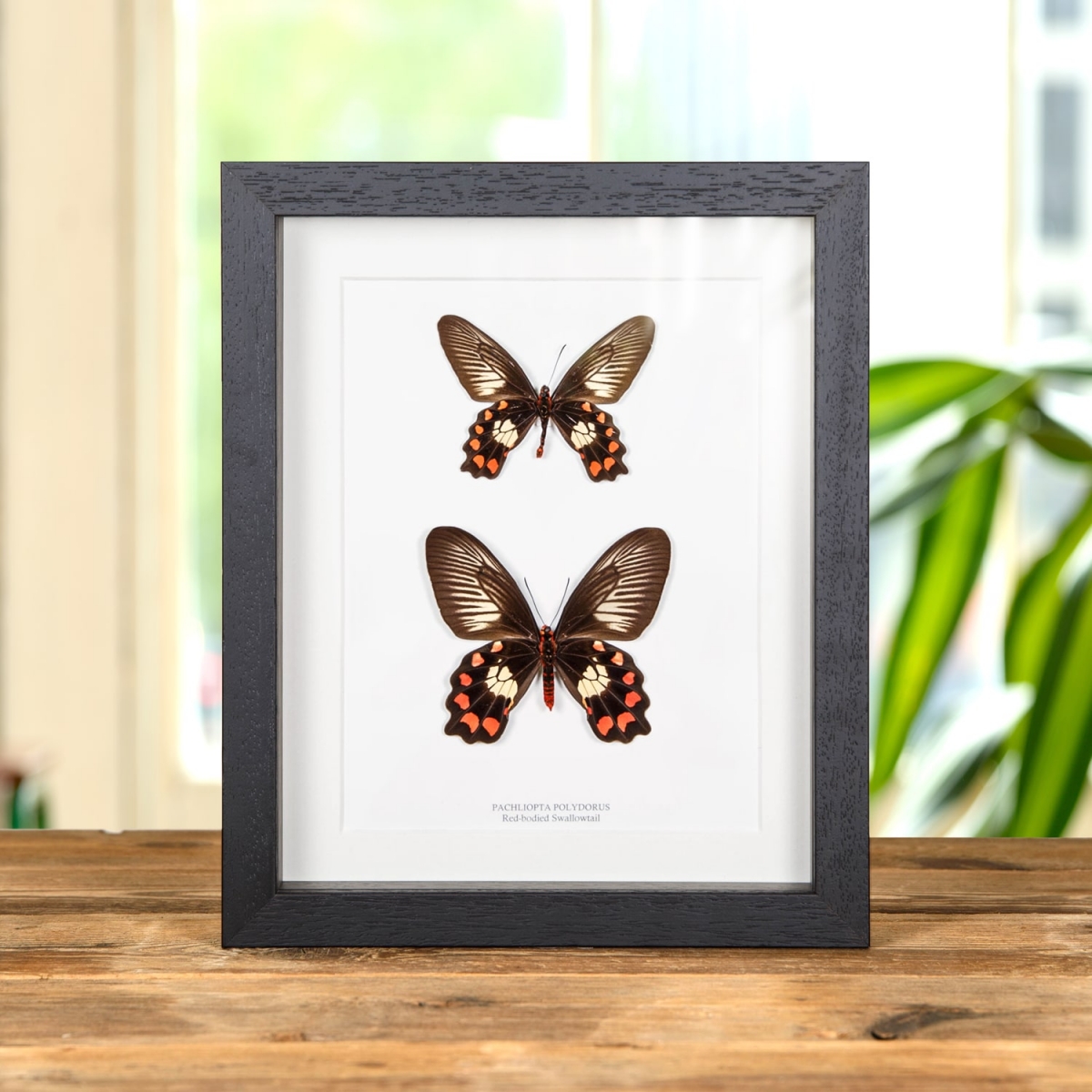 Minibeast Red-bodied Swallowtail Butterfly Male & Female In Box Frame (Pachliopta polydorus)