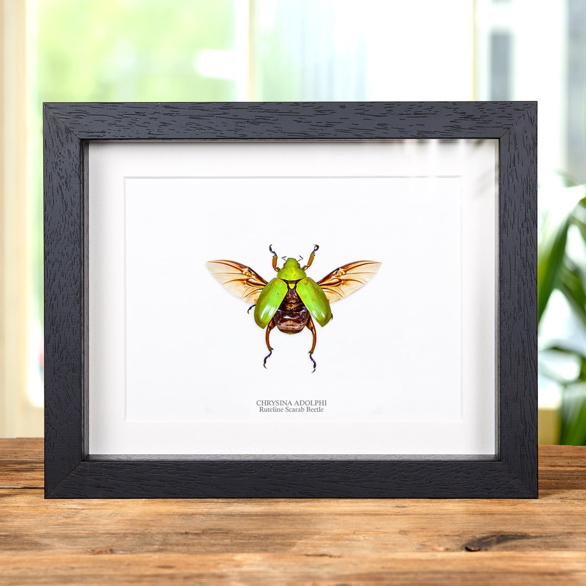 Minibeast Ruteline Scarab Beetle in Box Frame (Chrysina adolphi)
