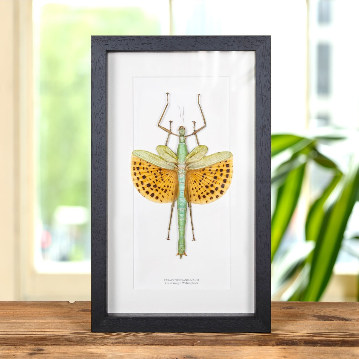 Minibeast Giant Winged Walking Stick in Box Frame (Paracyphocrania major)