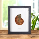 Minibeast Large Ammonite Cut and Polished Fossil in Box Frame (Cleoniceras sp)