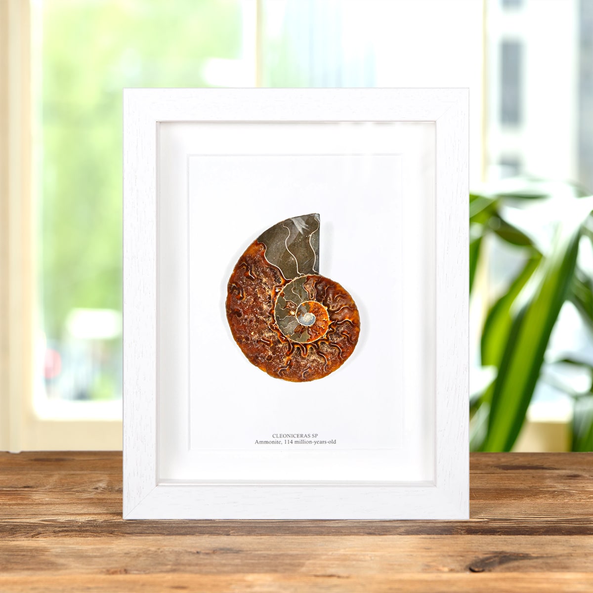 Large Ammonite Cut and Polished Fossil in Box Frame (Cleoniceras sp)