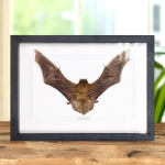 Minibeast Lesser Asiatic Yellow Bat in Box Frame (Scotophilus kuhlii)