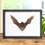 Minibeast Long-fingered Bat in Box Frame (Miniopterus medius)