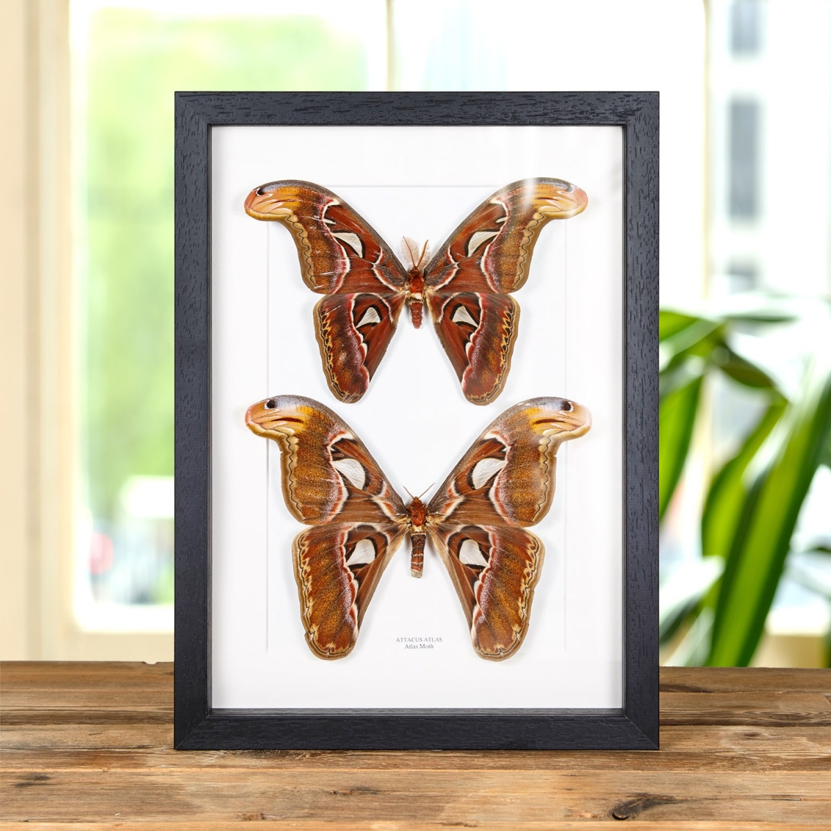 Minibeast Atlas Moth Male & Female Pair in Box Frame (Attacus atlas)