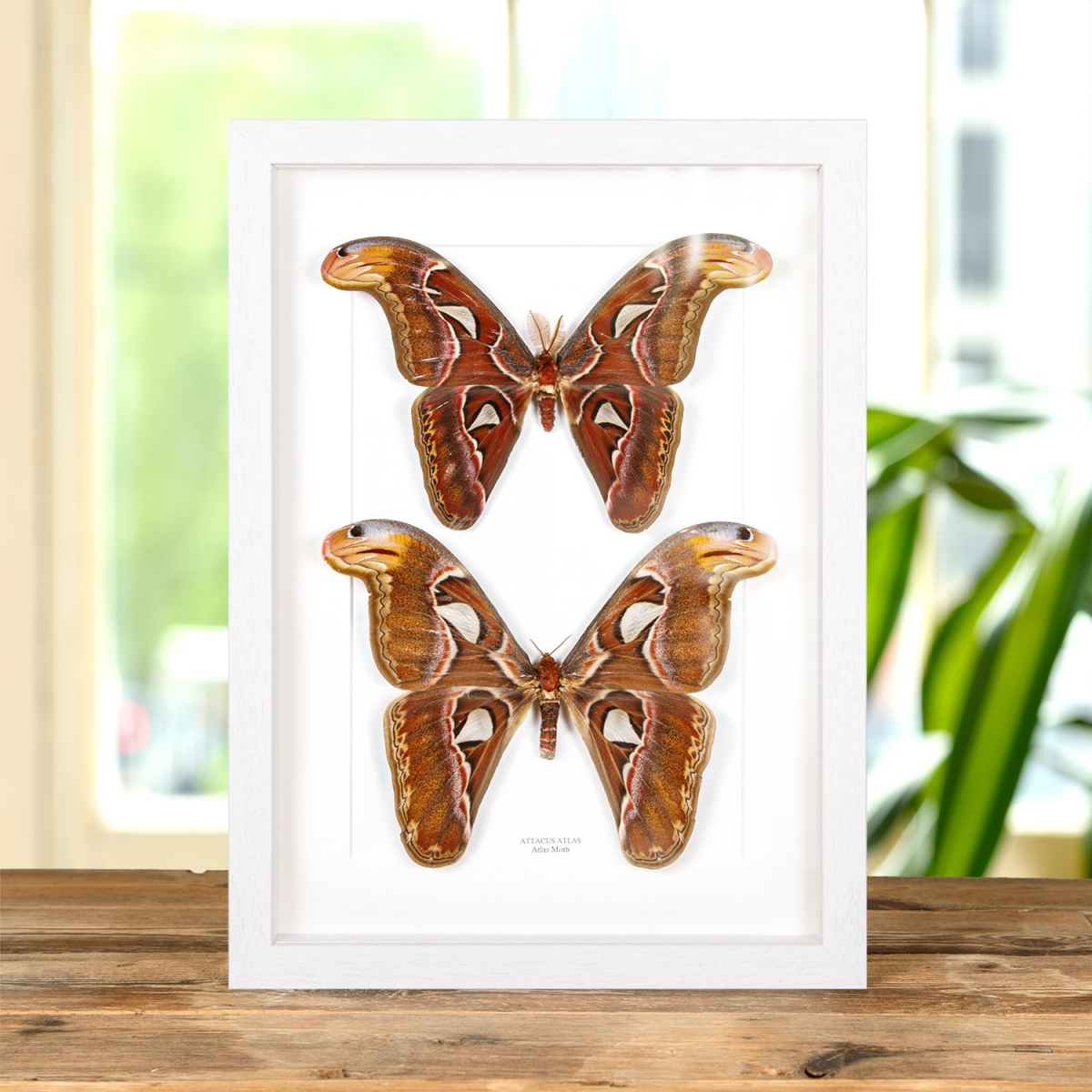 Atlas Moth Male & Female Pair in Box Frame (Attacus atlas)