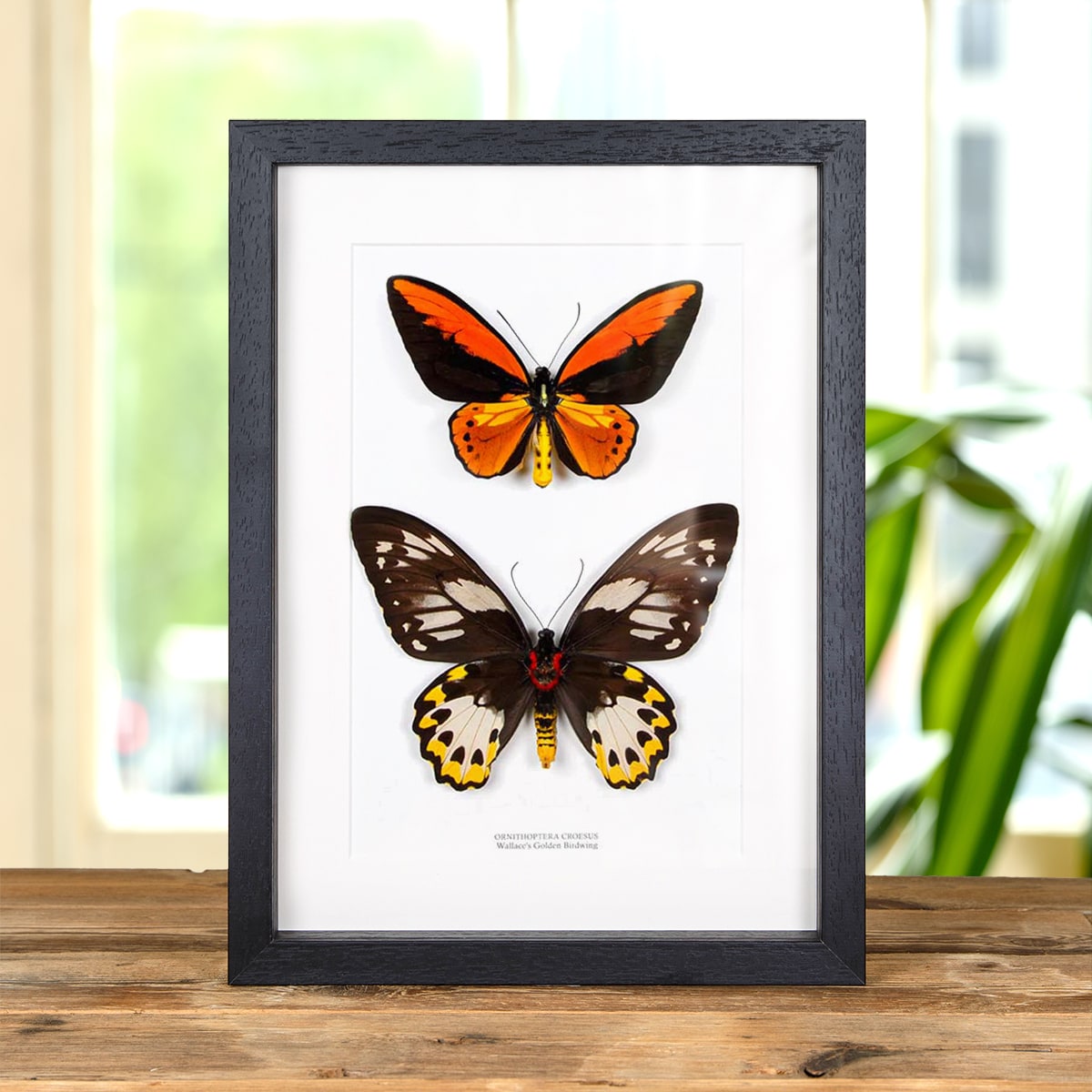 Minibeast Wallace's Golden Birdwing Pair in Box Frame (Ornithoptera croesus)