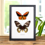 Minibeast Wallace's Golden Birdwing Pair in Box Frame (Ornithoptera croesus)