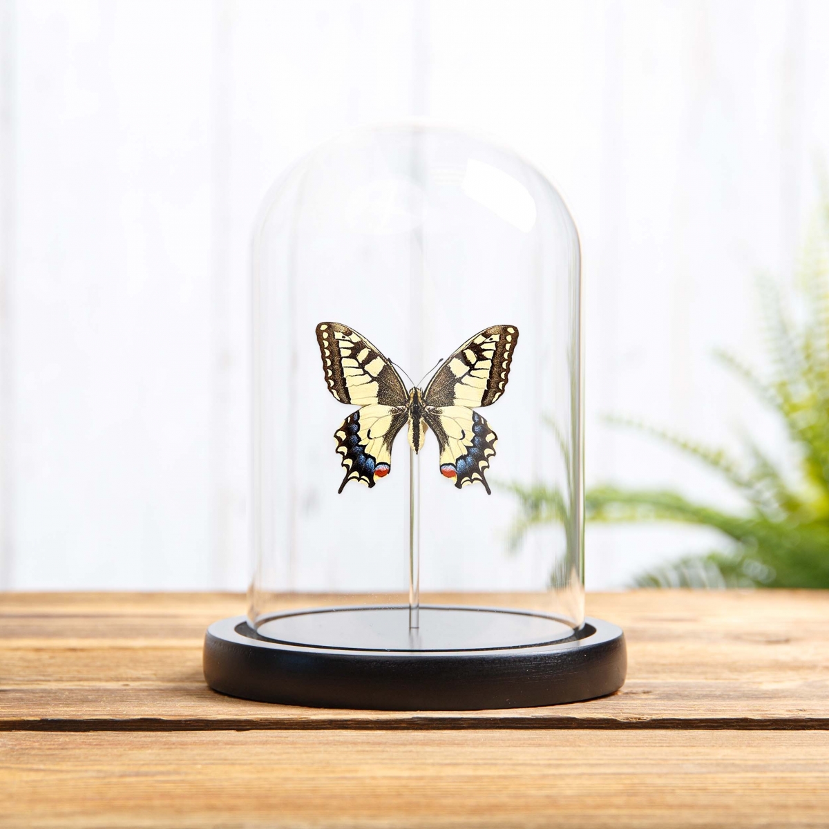 Minibeast Old World Swallowtail in Glass Dome with Wooden Base (Papilio machaon)