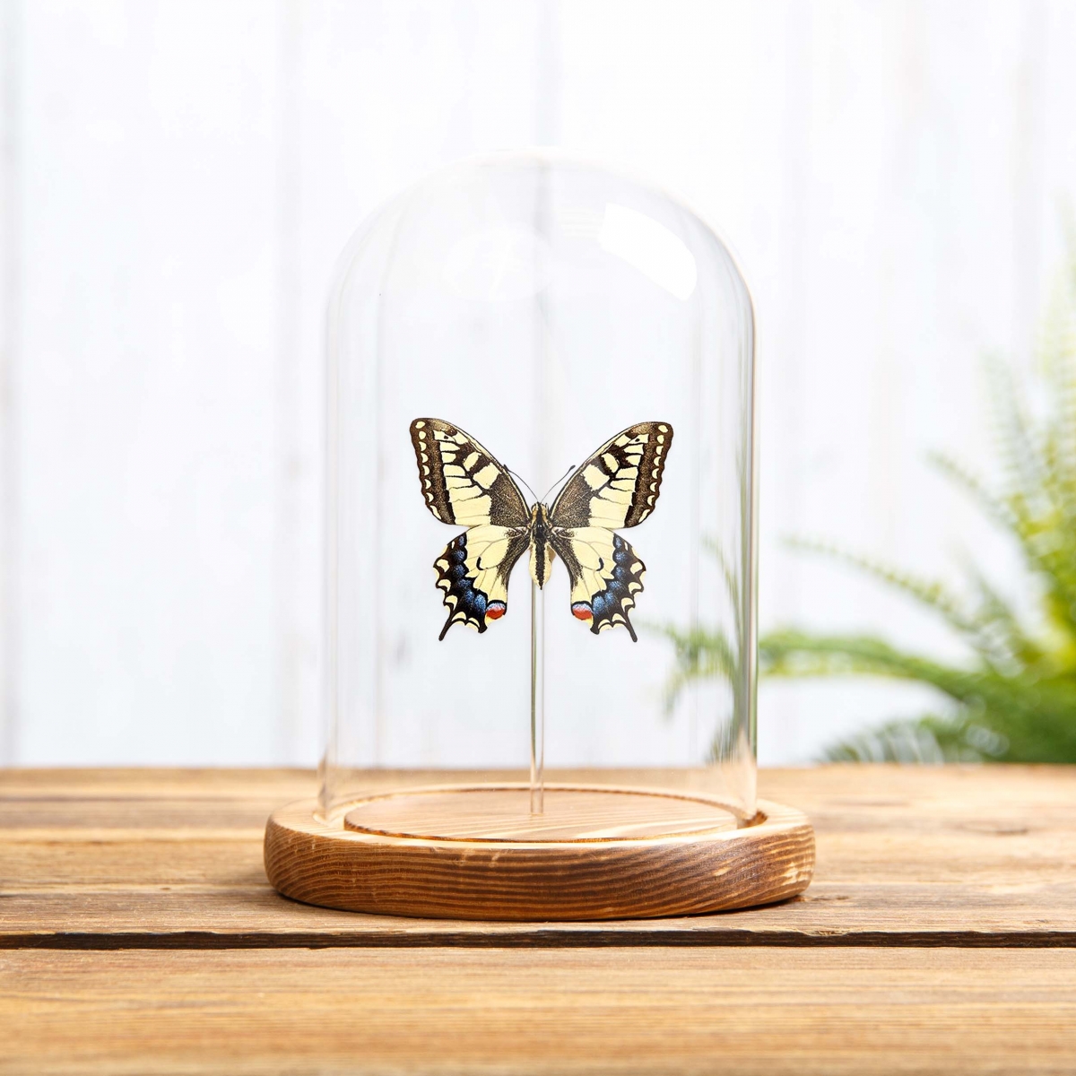 Old World Swallowtail in Glass Dome with Wooden Base (Papilio machaon)