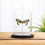 Minibeast Erasmia pulchera chinensis in Glass Dome with Wooden Base from Asia