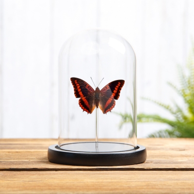 Violet-washed Charaxes in Glass Dome with Wooden Base (Charaxes lucretius)