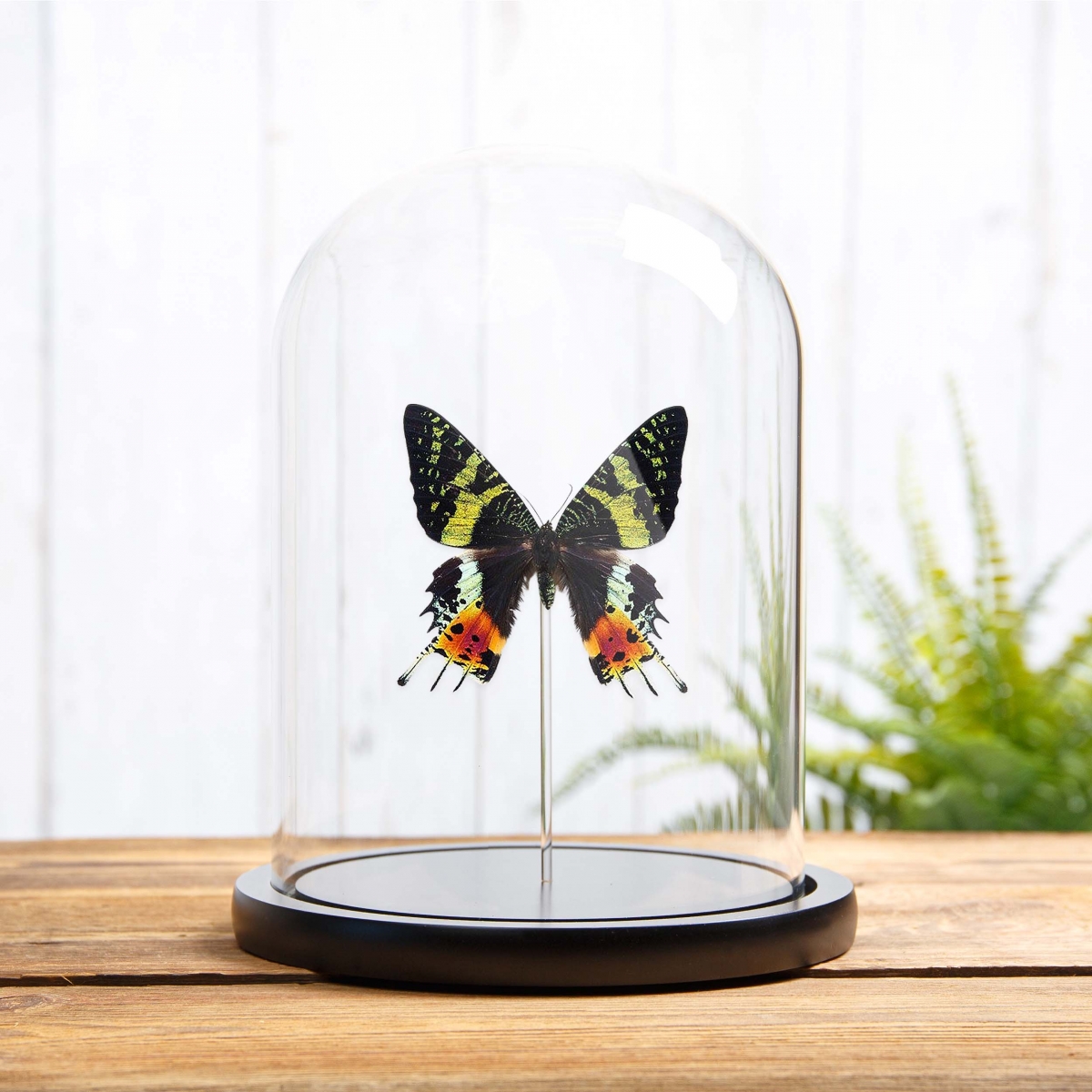 Minibeast Madagascan Sunset Moth in Glass Dome with Wooden Base (Chrysiridia rhipheus)