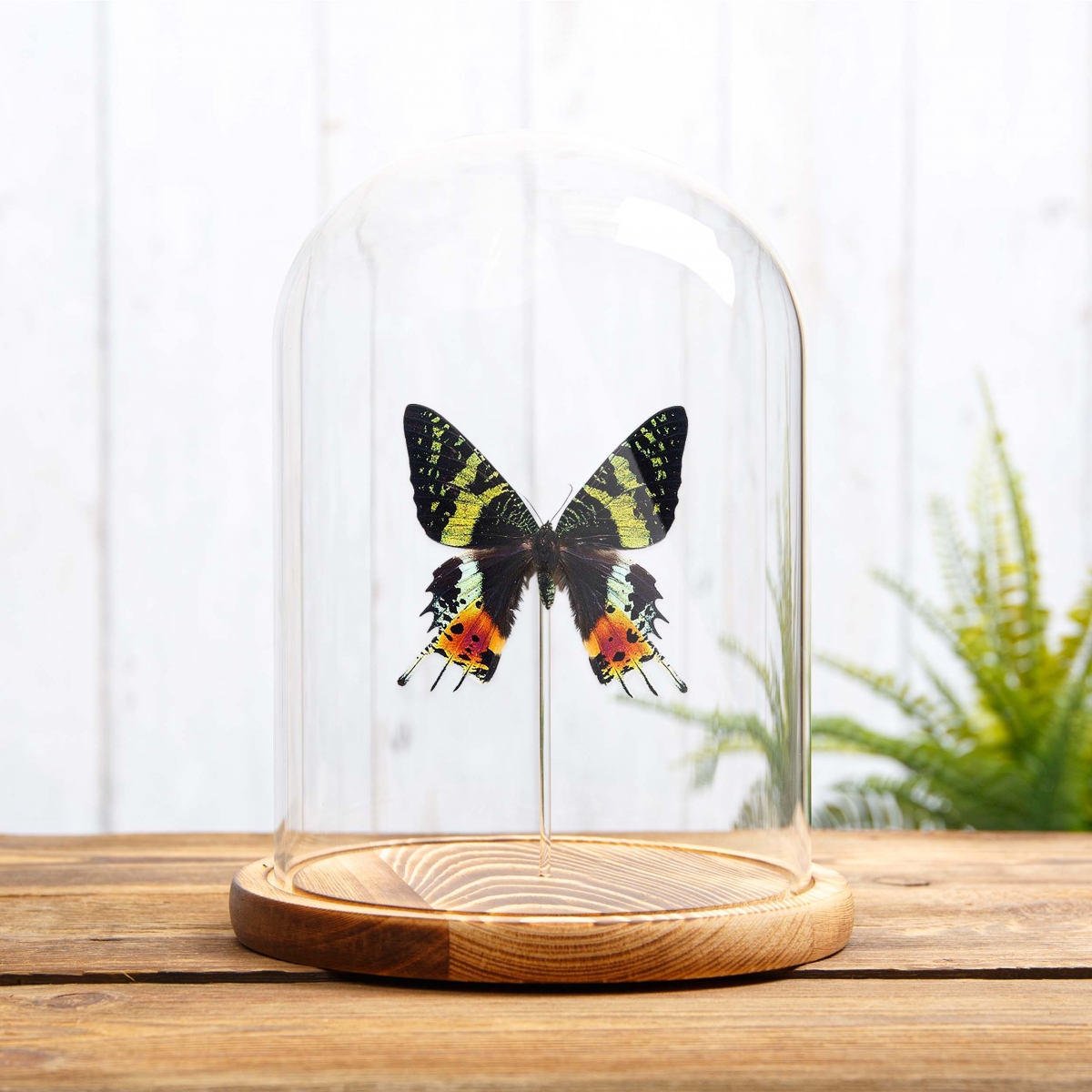 Madagascan Sunset Moth in Glass Dome with Wooden Base (Chrysiridia rhipheus)