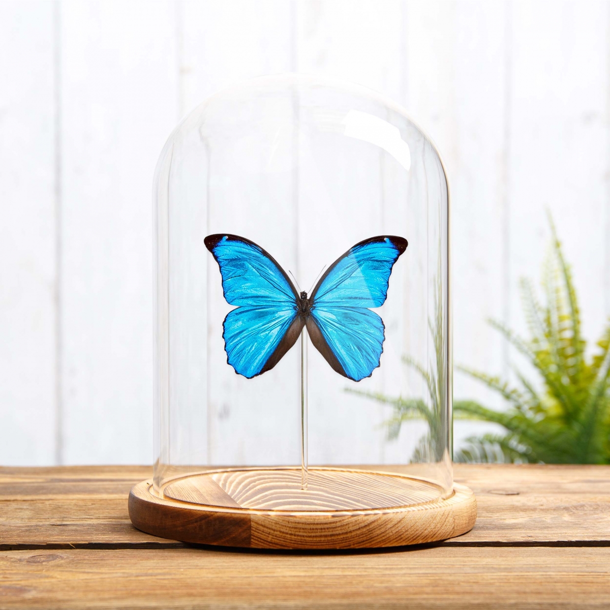Menelaus Blue Morpho Butterfly in Glass Dome with Wooden Base (Morpho menelaus)