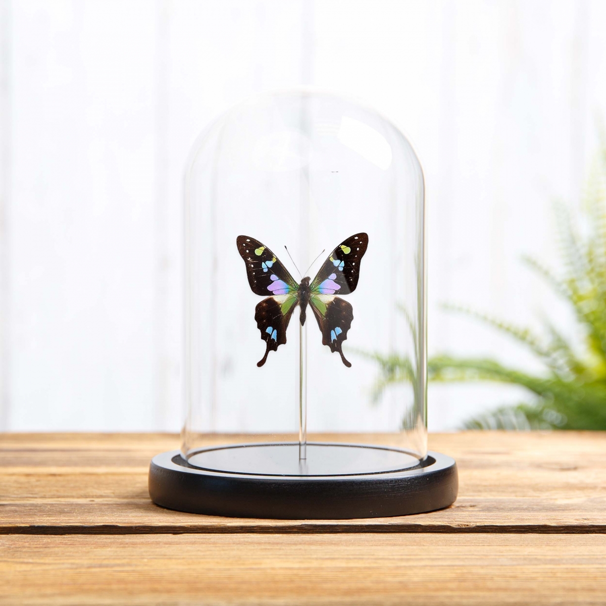 Minibeast Purple Mountain Swallowtail in Glass Dome with Wooden Base (Graphium weiskei arfakensis)