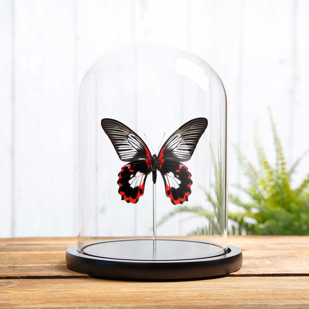 Minibeast Scarlet Mormon White Form in Glass Dome with Wooden Base (Papilio rumanzovia)