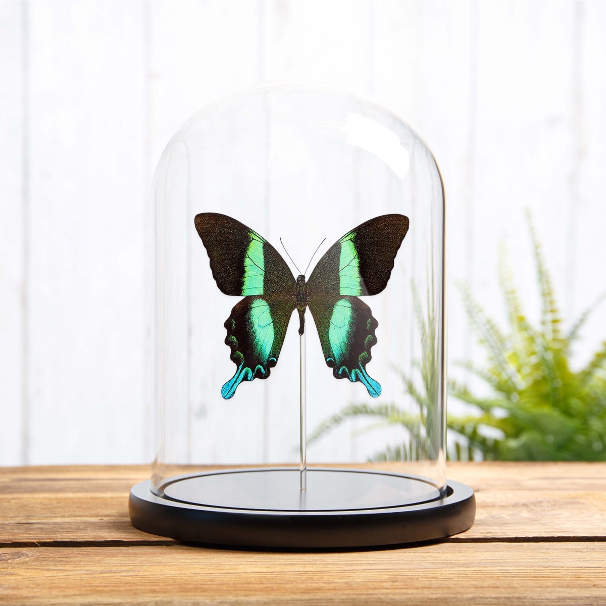Minibeast The Peacock Butterfly in Glass Dome with Wooden Base (Papilio blumei)
