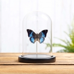 Minibeast Western Blue Charaxes Butterfly in Glass Dome with Wooden Base (Charaxes smaragdalis)