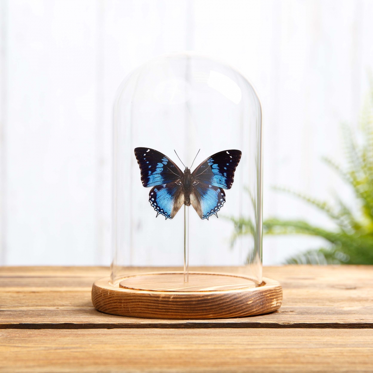 Western Blue Charaxes Butterfly in Glass Dome with Wooden Base (Charaxes smaragdalis)