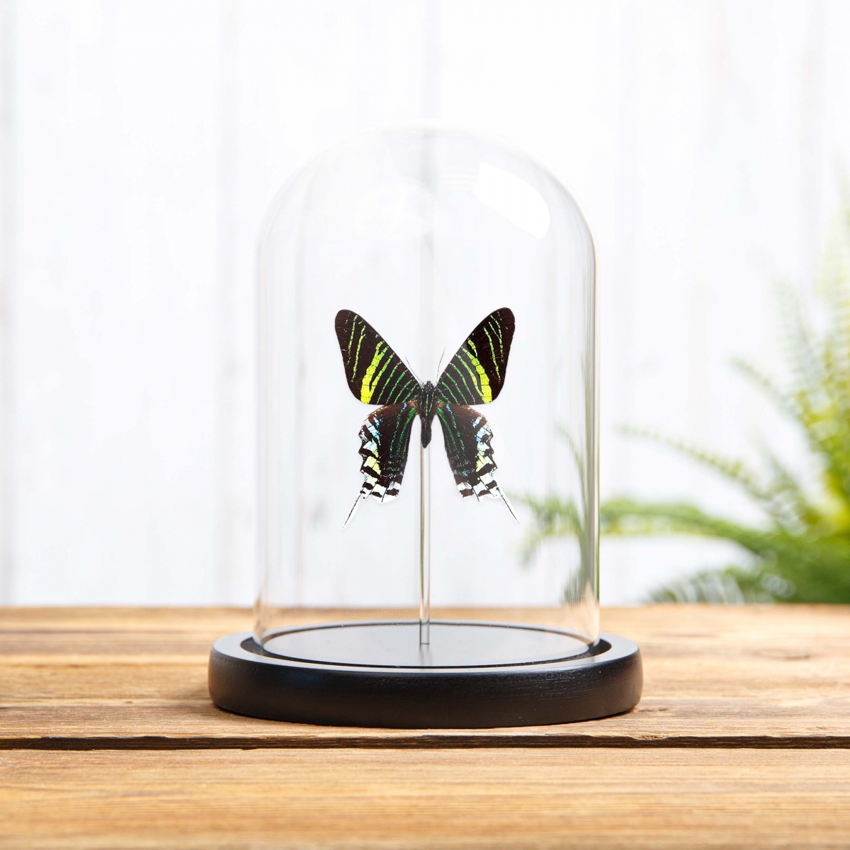 Minibeast Urania Swallowtail Moth in Glass Dome with Wooden Base (Urania leilus)